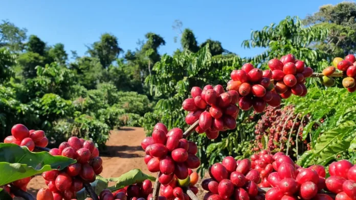 Preços do café sobem; arábica chega a R$ 2.199,09 em São Paulo