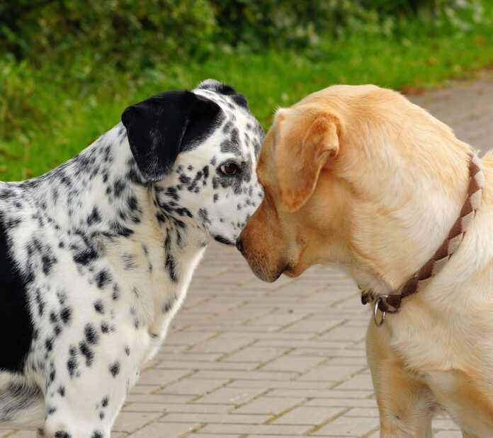 Cadastro Nacional de Animais Domésticos começa em 2025 com identidade para cães e gatos