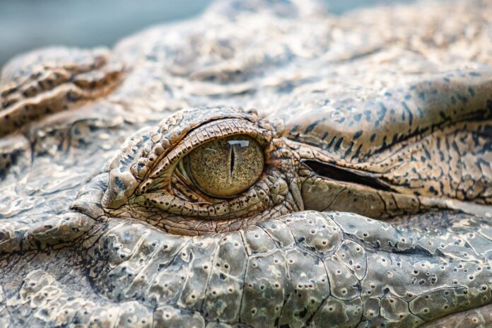 Crocodilo de água salgada: o maior e mais poderoso réptil do planeta