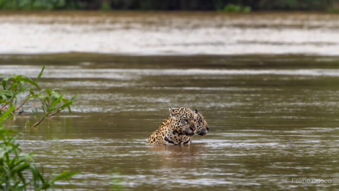 7b12e9d5-662a-4594-be89-371c0436fb77-1 Felipe Cuoco amplia projeto sobre o bioma pantaneiro