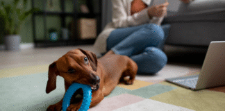 Especialista orienta que zoonoses podem ser prevenidas por meio da correta higienização dos ambientes com pets