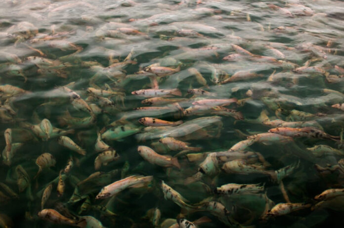 FIDER-tilapia-na-alimentacao-infantil-foto-divulgacao