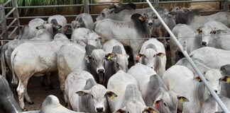 Circuito Nelore de Qualidade: cerca de 1.605 animais serão avaliados em Andradina (SP)
