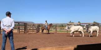 O último leilão CFM de 2025 será no dia 10 de novembro, às 19h