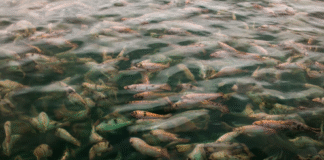 O Brasil à mesa: como a tilápia une sabores e costumes regionais