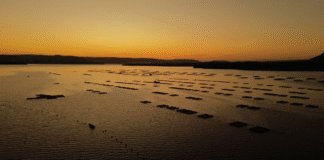 Tilápia é o peixe mais consumido do país, impulsionada por novos hábitos alimentares e produção sustentável