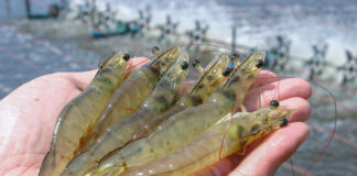 Phibro Saúde Animal apresenta solução imunomoduladora para camarões na Fenacam